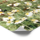 アイリッシュセッター ポスター (角)