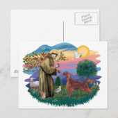 アイリッシュセッター ポストカード (正面/裏面)