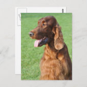 アイリッシュセッター ポストカード (正面/裏面)