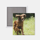 アイリッシュセッター マグネット (正面/裏面)