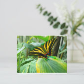 アイリッシュバタフライ ポストカード (スタンド正面)