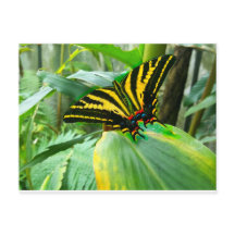 アイリッシュバタフライ