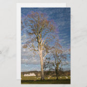 アイリッシュブナの木 便箋 (正面/裏面)