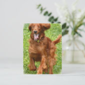 アイリッシュ走セッターのはがき ポストカード (スタンド正面)