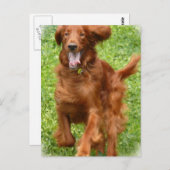 アイリッシュ走セッターのはがき ポストカード (正面/裏面)