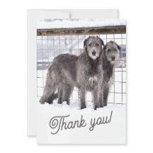 アイリッシュ・ウルフハウンズ・イン・スノー