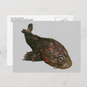 アイリッシュ・ロック・フィッシュ ポストカード (正面/裏面)