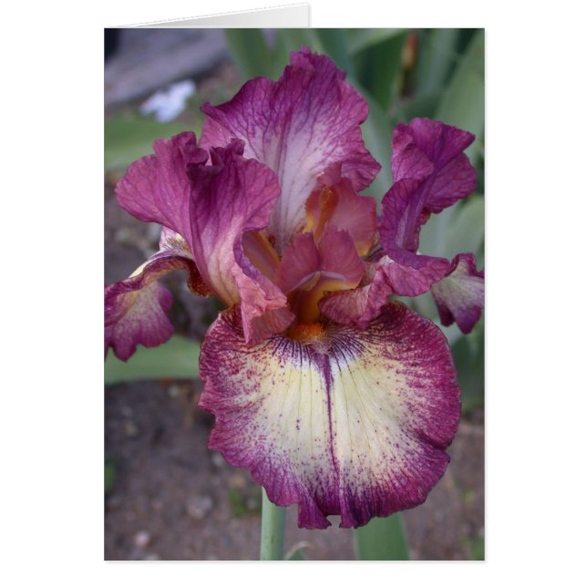 アイリ空白のスカード (正面)