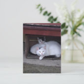 アイルランドでは雨天時にアイルランドの猫が避難する ポストカード (スタンド正面)