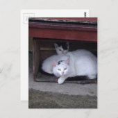 アイルランドでは雨天時にアイルランドの猫が避難する ポストカード (正面/裏面)