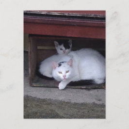 アイルランドでは雨天時にアイルランドの猫が避難する ポストカード