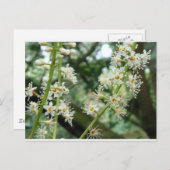 アイルランドのエキゾチックな花 ポストカード (正面/裏面)