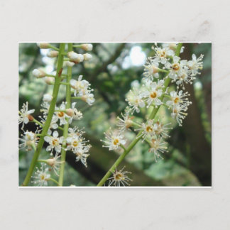 アイルランドのエキゾチックな花 ポストカード