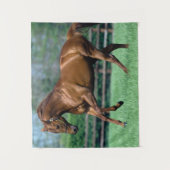 アイルランドのサラブレッドの種牡馬 タペストリー (正面)