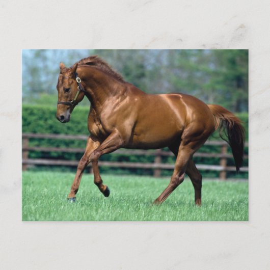 アイルランドのサラブレッドの種牡馬 ポストカード (正面)