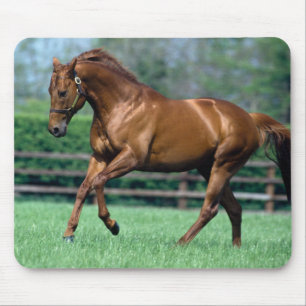アイルランドのサラブレッドの種牡馬 マウスパッド