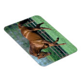 アイルランドのサラブレッドの種牡馬 マグネット (右側)