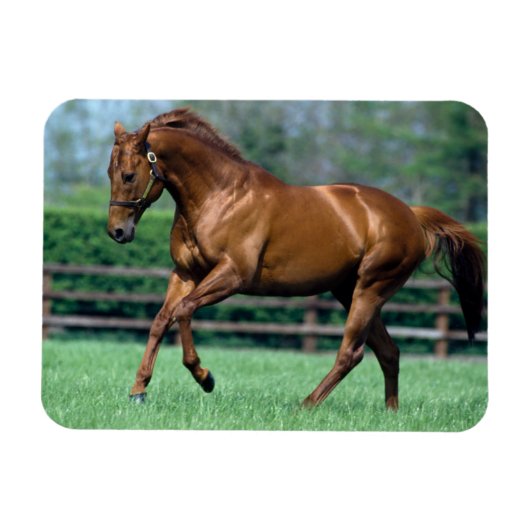 アイルランドのサラブレッドの種牡馬 マグネット (横)