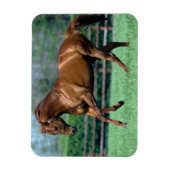 アイルランドのサラブレッドの種牡馬 マグネット (縦)