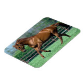 アイルランドのサラブレッドの種牡馬 マグネット (左側)