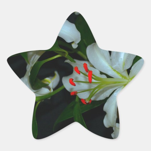 アイルランドのデザイン – ブラスとフラワーコレクション 星シール (正面)