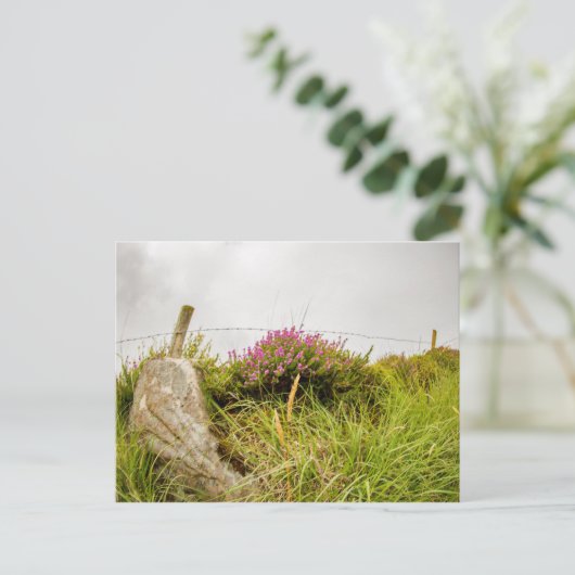 「アイルランドのヒザー」ポストカード ポストカード (スタンド正面)