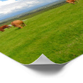 アイルランドの牧草地で放牧する牛のポスター ポスター (角)