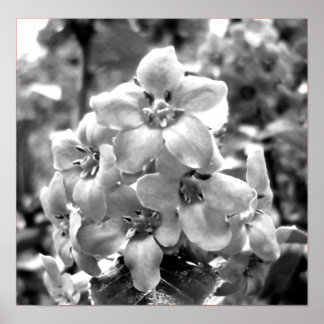 アイルランドの花 ポスター