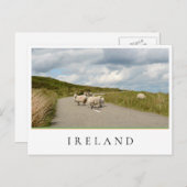 アイルランドの道路の羊 ポストカード (正面/裏面)