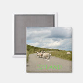 アイルランドの道路上の羊の文字磁石 マグネット (正面/裏面)