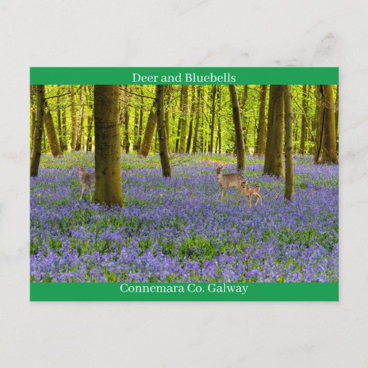 アイルランドの野生生物 ポストカード (正面)