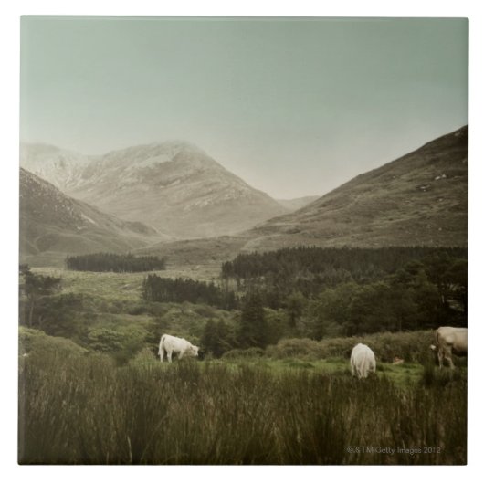 アイルランド山場面 タイル (正面)