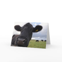 アイルランド牛!