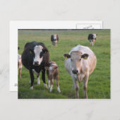 アイルランド牛 ポストカード (正面/裏面)