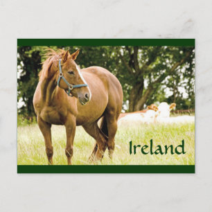 アイルランド（フィールド内の馬）はがき ポストカード