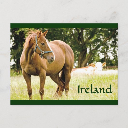 アイルランド（フィールド内の馬）はがき ポストカード (正面)