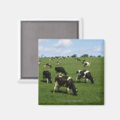 アイルランド，ホルスタイン – フリシアの牛 マグネット (正面/裏面)