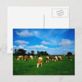 アイルランド、牛放牧の群れ ポストカード (正面/裏面)