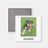 アイレデールパピー磁石 マグネット (正面/裏面)