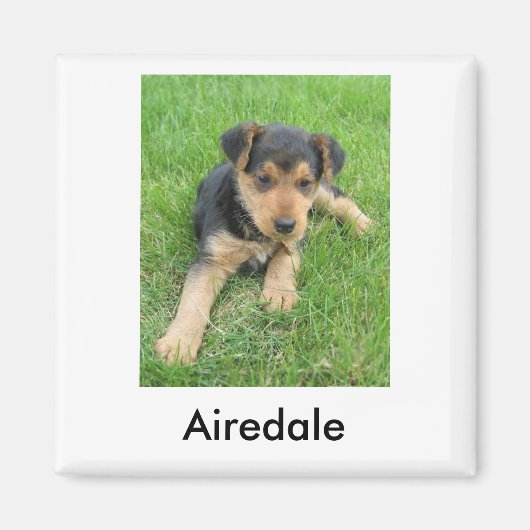 アイレデールパピー磁石 マグネット (正面)