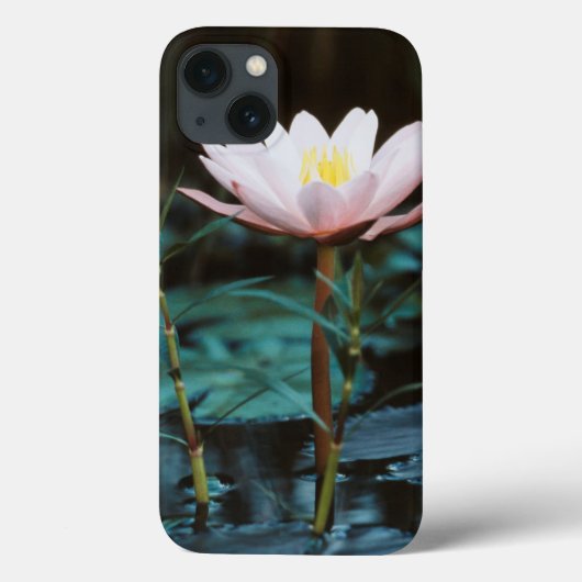 アインル湖のウォーターリリーのクローズアップビュー Case-Mate iPhoneケース (裏面)