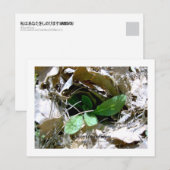 アイ恋しく思ユー（韓国） ポストカード (正面/裏面)