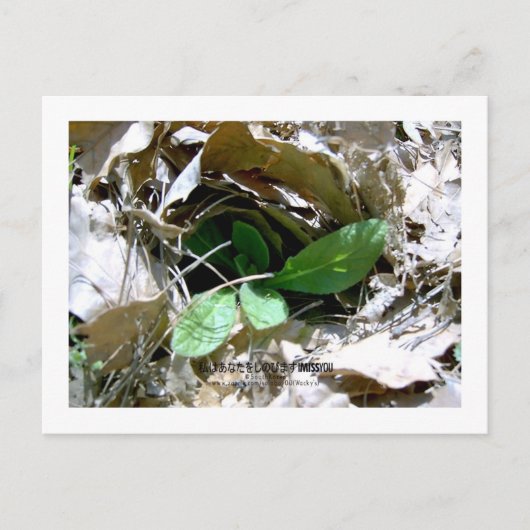 アイ恋しく思ユー（韓国） ポストカード (正面)