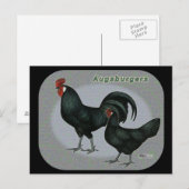 アウグスバーガー鳥 ポストカード (正面/裏面)