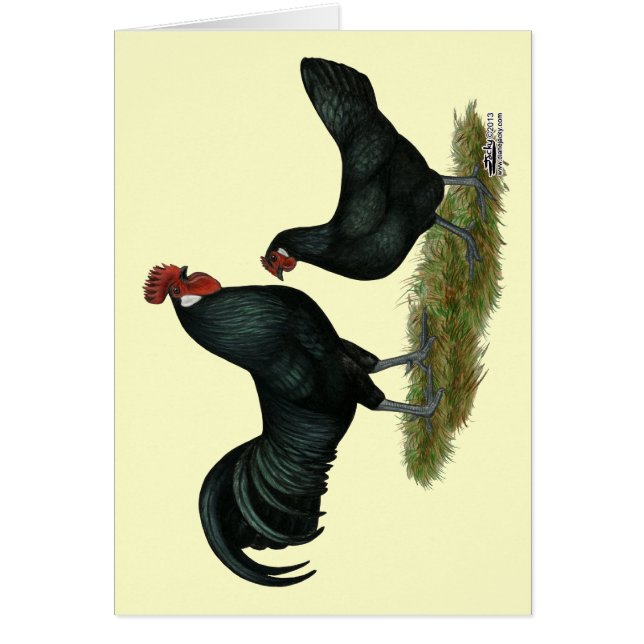 アウグスバーガー鶏 (正面)