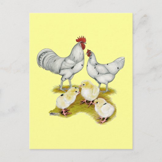 アウストラホワイトファミリー ポストカード (正面)