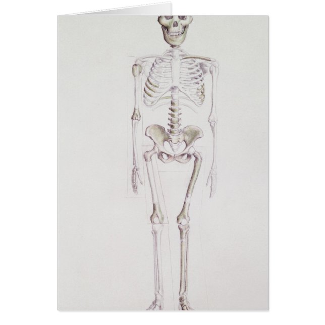 アウストラロピテクスのafricanusの骨組 (正面)