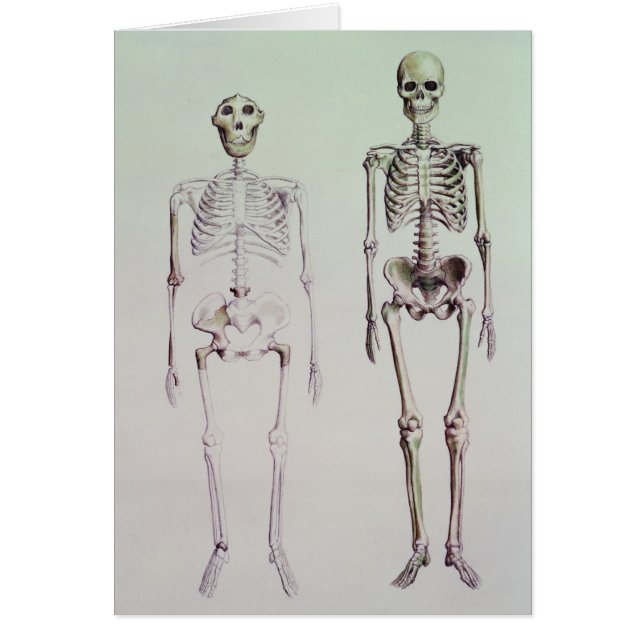 アウストラロピテクスBoiseiの骨組 (正面)