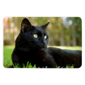 アウトドアを楽しむ緑の目の黒猫 マグネット (横)