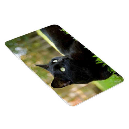 アウトドアを楽しむ緑の目の黒猫 マグネット (右側)